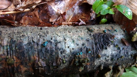 Chlorociboria aeruginascens