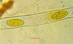 Phylloscypha phyllogena