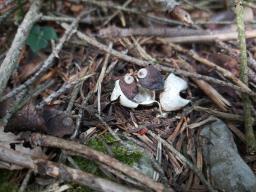 Geastrum quadrifidum