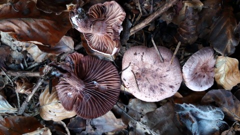 Hygrophorus capreolarius