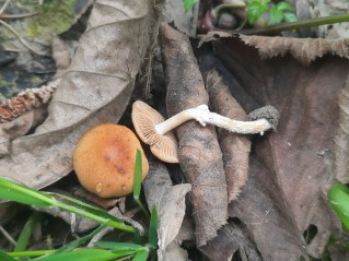 Conocybe aporos