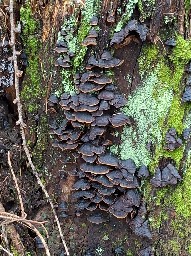 Hymenochaete rubiginosa