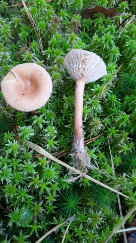 Lactarius aurantiacus