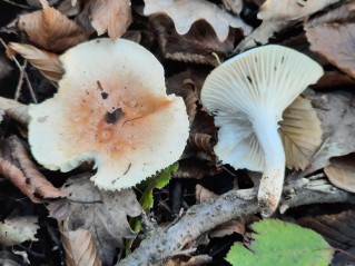 Hygrophorus nemoreus