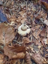 Geastrum fimbriatum
