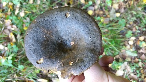 Lactarius turpis