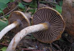 Cortinarius falsosus