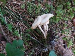 Singerocybe phaeophthalma