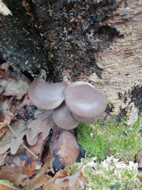 Pleurotus ostreatus