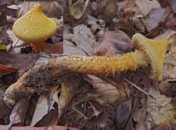 Cortinarius humicola