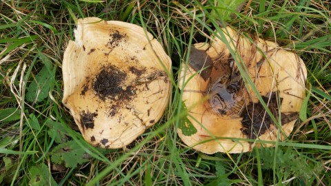 Lactarius zonarius