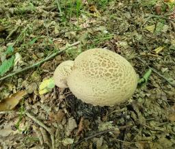 Amanita lepiotoides