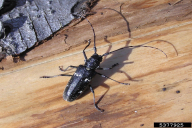 Monochamus sartor