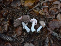 Agaricus sylvaticus