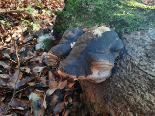 Phellinus hartigii