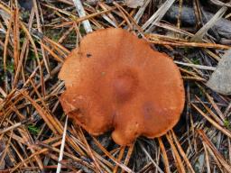 Cortinarius purpureus