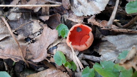 Sarcoscypha coccinea