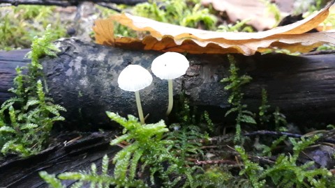 Mycena epipterygia