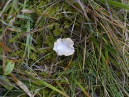 Cantharellopsis prescotii