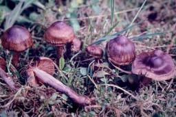 Cortinarius vernus