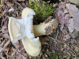 Tricholoma acerbum