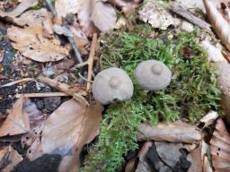 Mycena galericulata