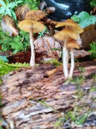 Galerina marginata