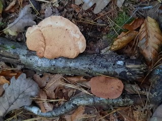 Hapalopilus nidulans