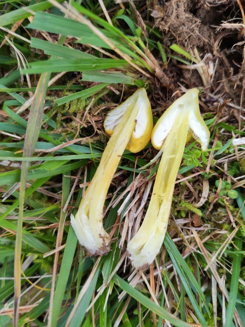 Hygrocybe citrinovirens