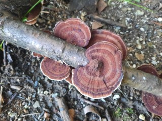 Daedaleopsis tricolor