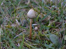 Psilocybe semilanceata