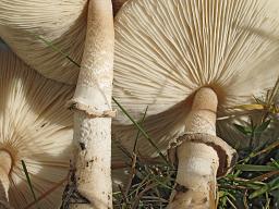 Macrolepiota excoriata