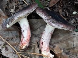 Russula amoena