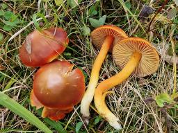 Hygrocybe splendidissima