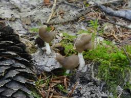 Helvella albella