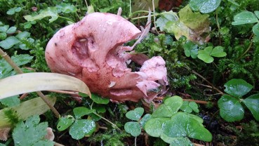 Hygrophorus capreolarius