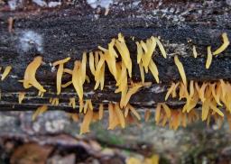 Calocera cornea