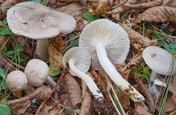 Hygrophorus agathosmus