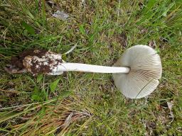 Amanita battarrae