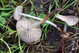 Marasmius wynneae