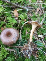 Rhizocybe pruinosa