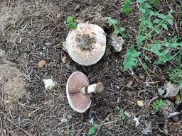 Agaricus bisporus