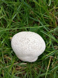 Bovistella utriformis