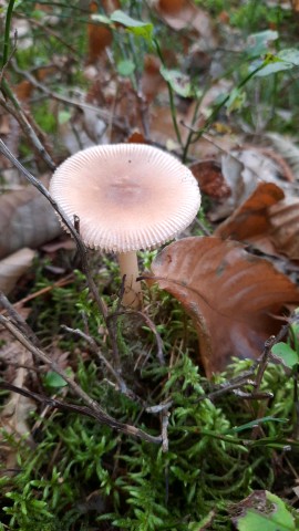 Amanita fulva