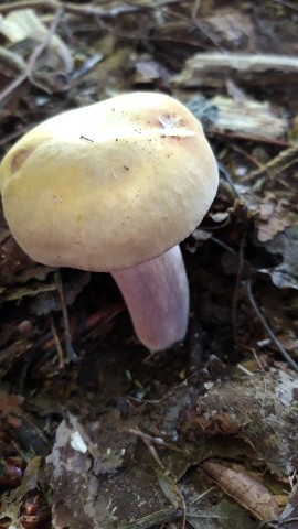 Russula violeipes