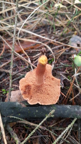 Chalciporus piperatus