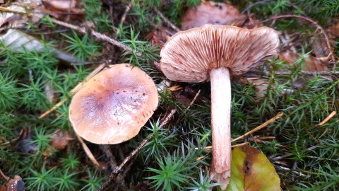 Tricholoma pseudonictitans