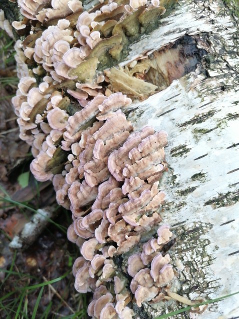 Trichaptum biforme