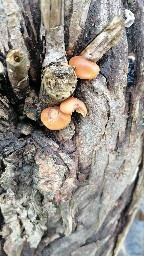Flammulina velutipes