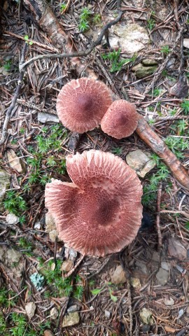 Tricholoma vaccinum